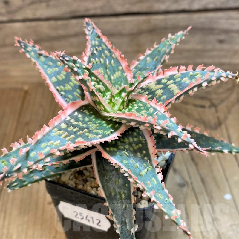 SH25412 Aloe TCT hybrid