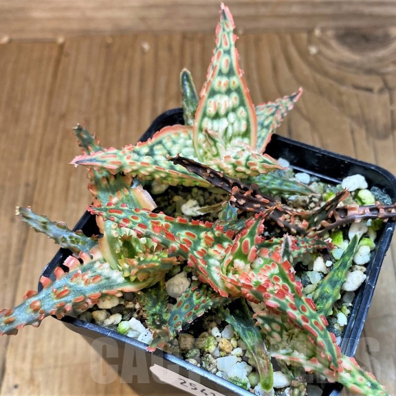 SH25413 Aloe TCT hybrid