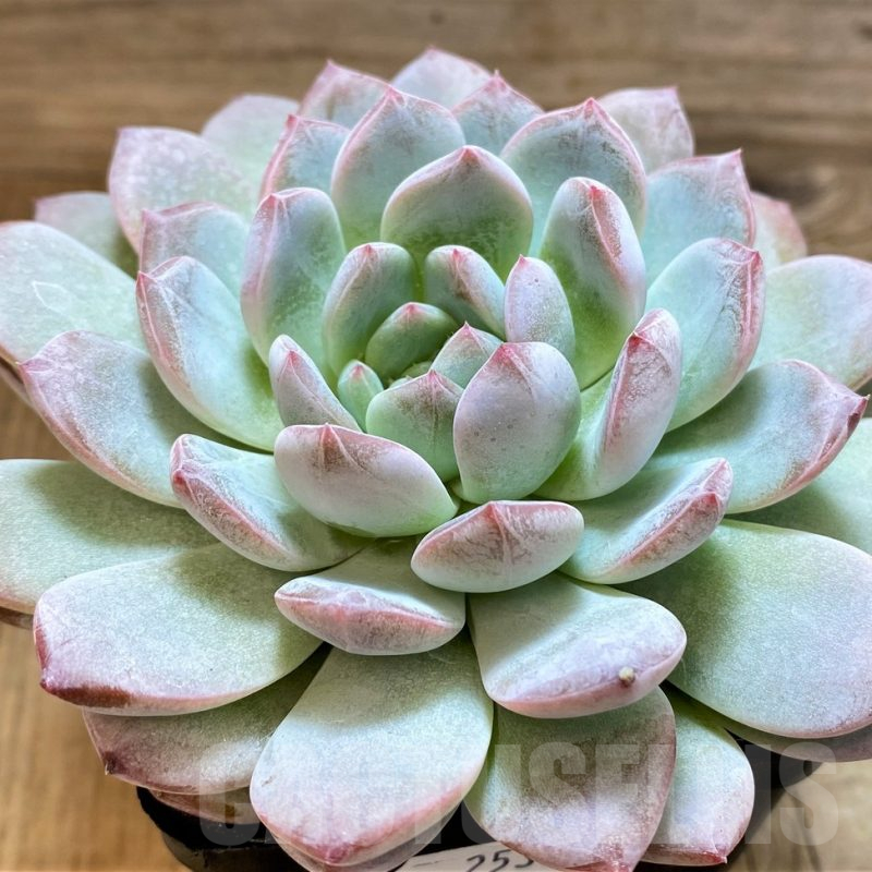 SH25363 Echeveria hybrid