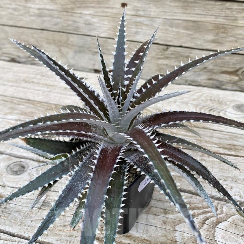 SH25415 Dyckia dawsonii