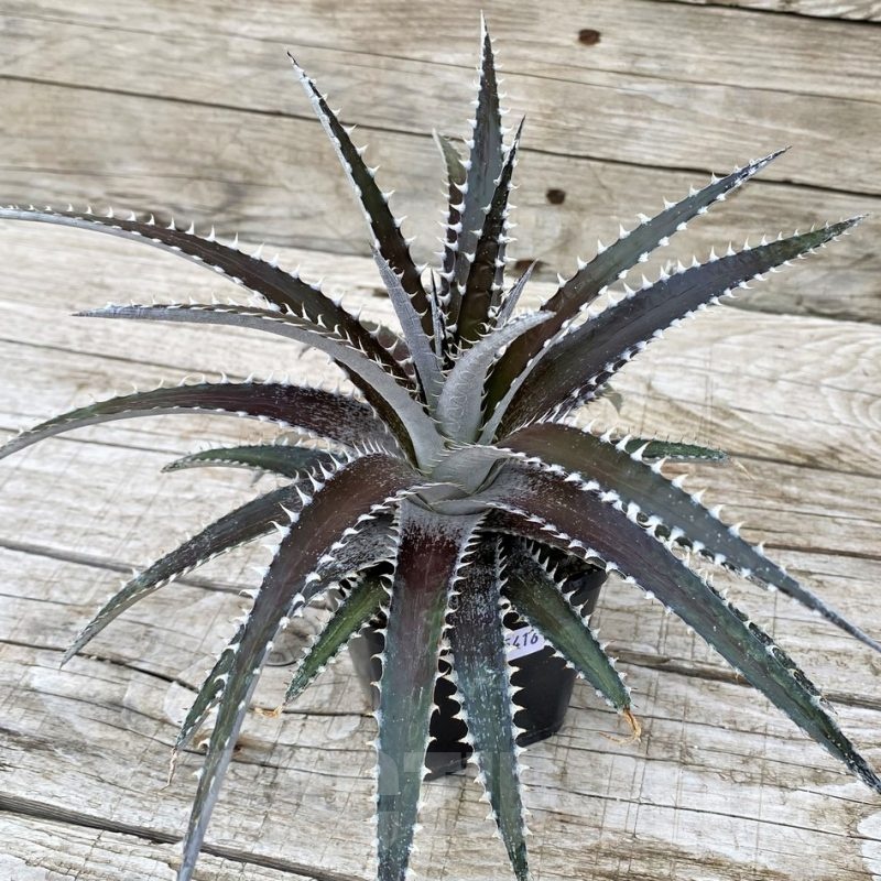 SH25416 Dyckia dawsonii