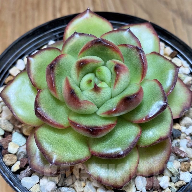 SH25358 Echeveria ‘Mont Blanc’
