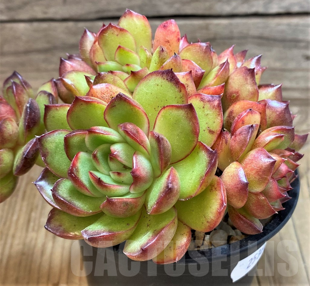 SH25364 Echeveria 'Polaroid Anna' - Image 2