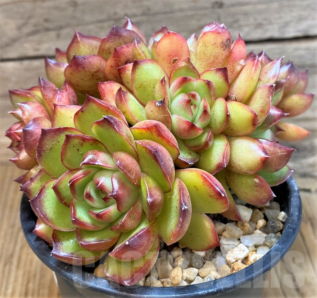SH25364 Echeveria 'Polaroid Anna'