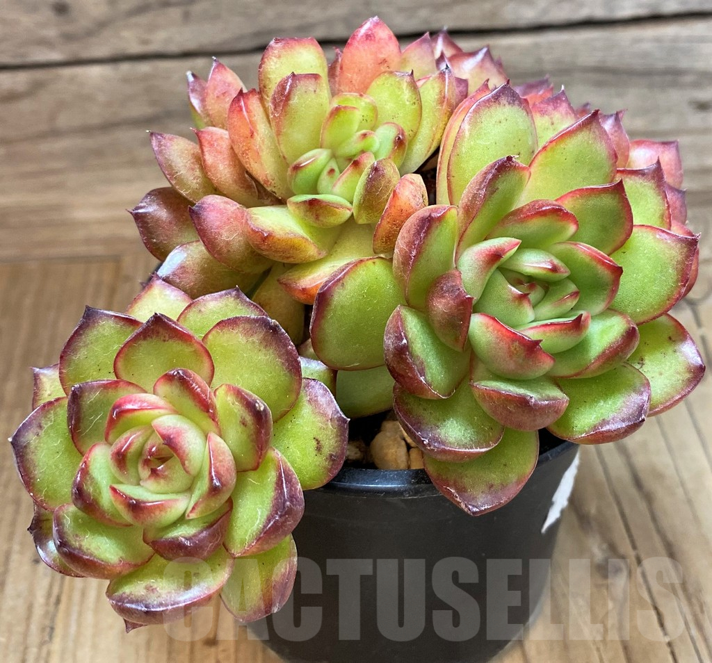 SH25364 Echeveria 'Polaroid Anna' - Image 3