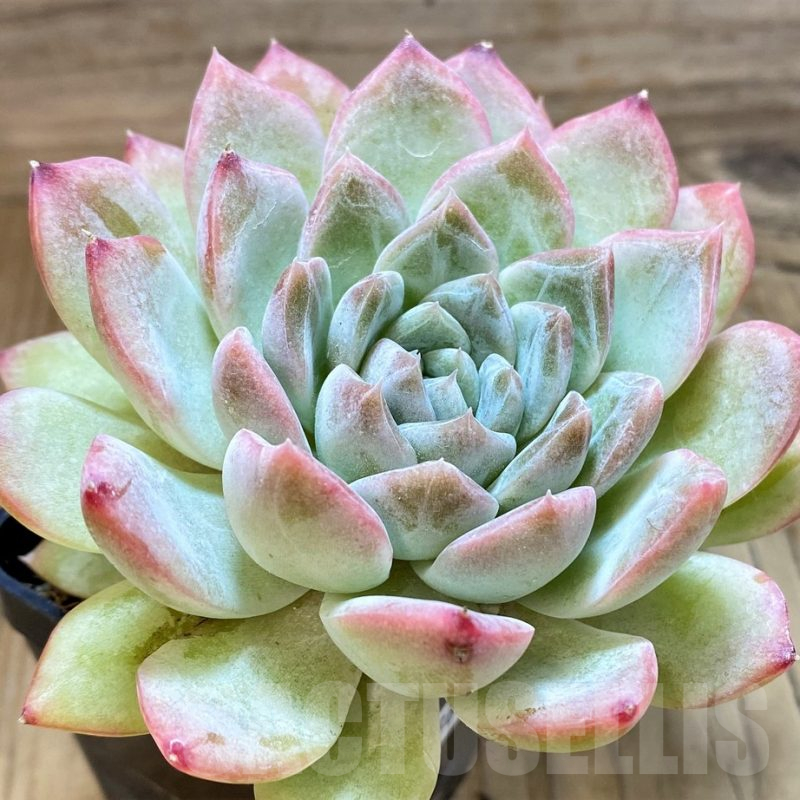 SH25366 Echeveria ‘Strawberry Ice’ hybrid