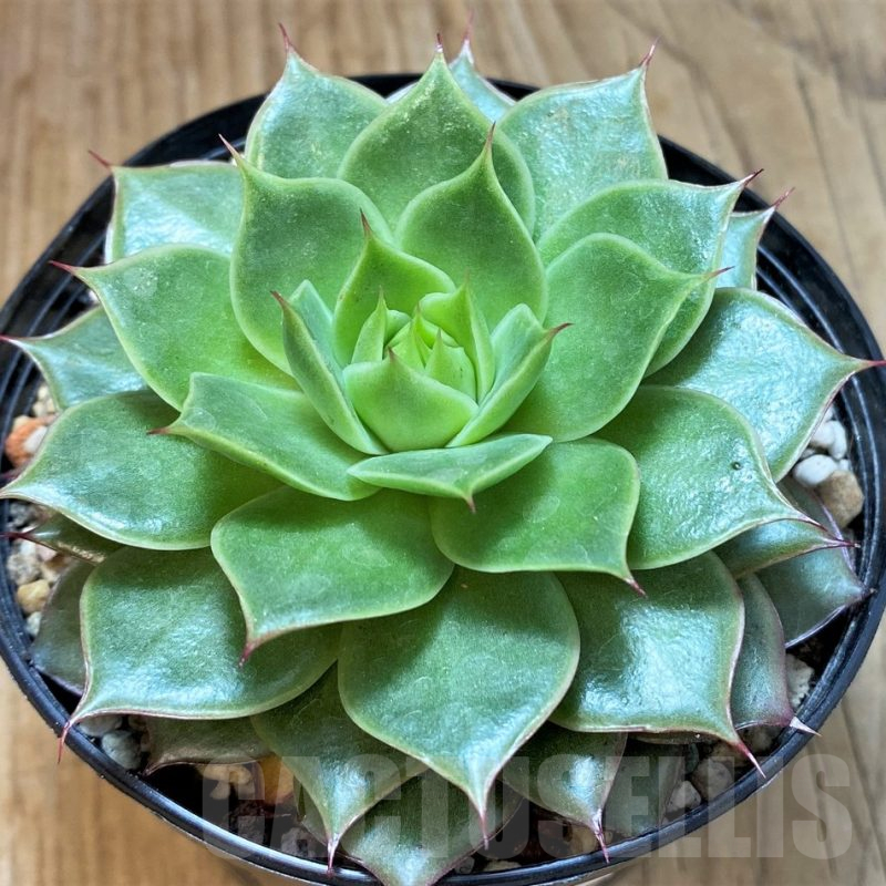 SH25368 Echeveria 'Ramillete' hybrid