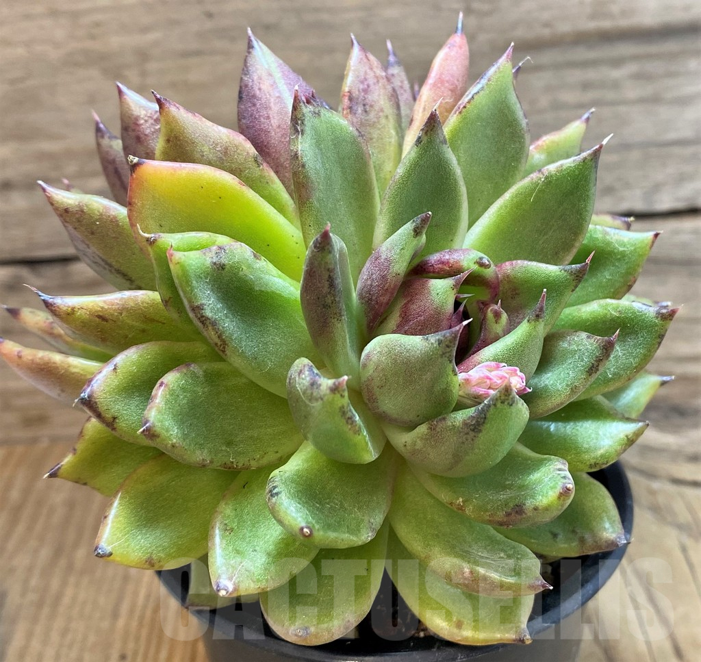 SH25369 Echeveria 'Black Rose' - Зображення 2