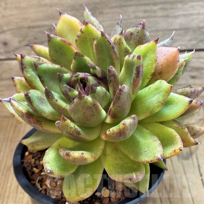 SH25369 Echeveria 'Black Rose'