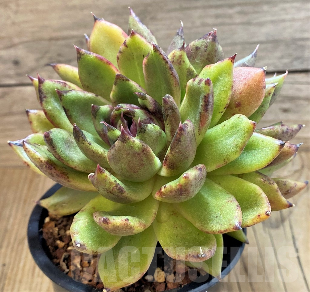 SH25369 Echeveria 'Black Rose'