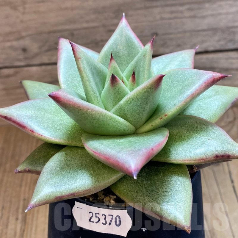 SH25370 Echeveria agavoides