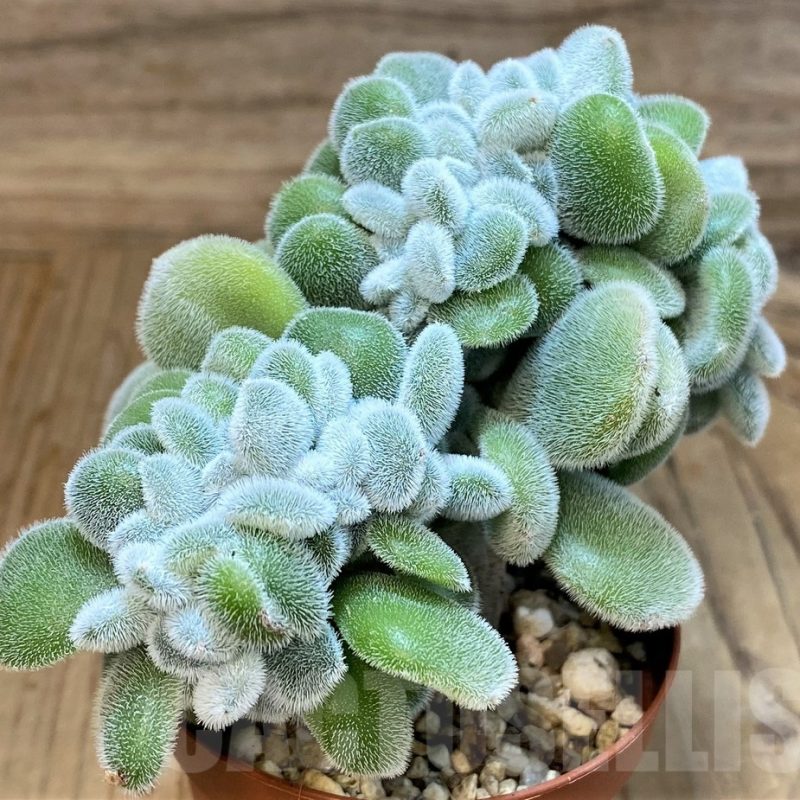 SH16251 Echeveria ‘Frosty’ f. cristata