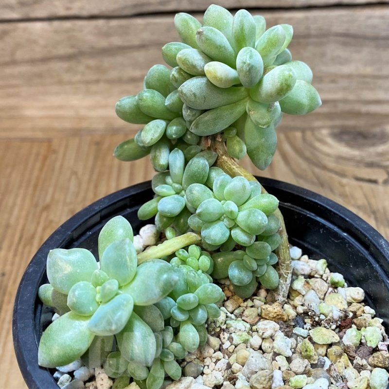 SH25371 Pachyveria 'Clavifolia' f. cristata