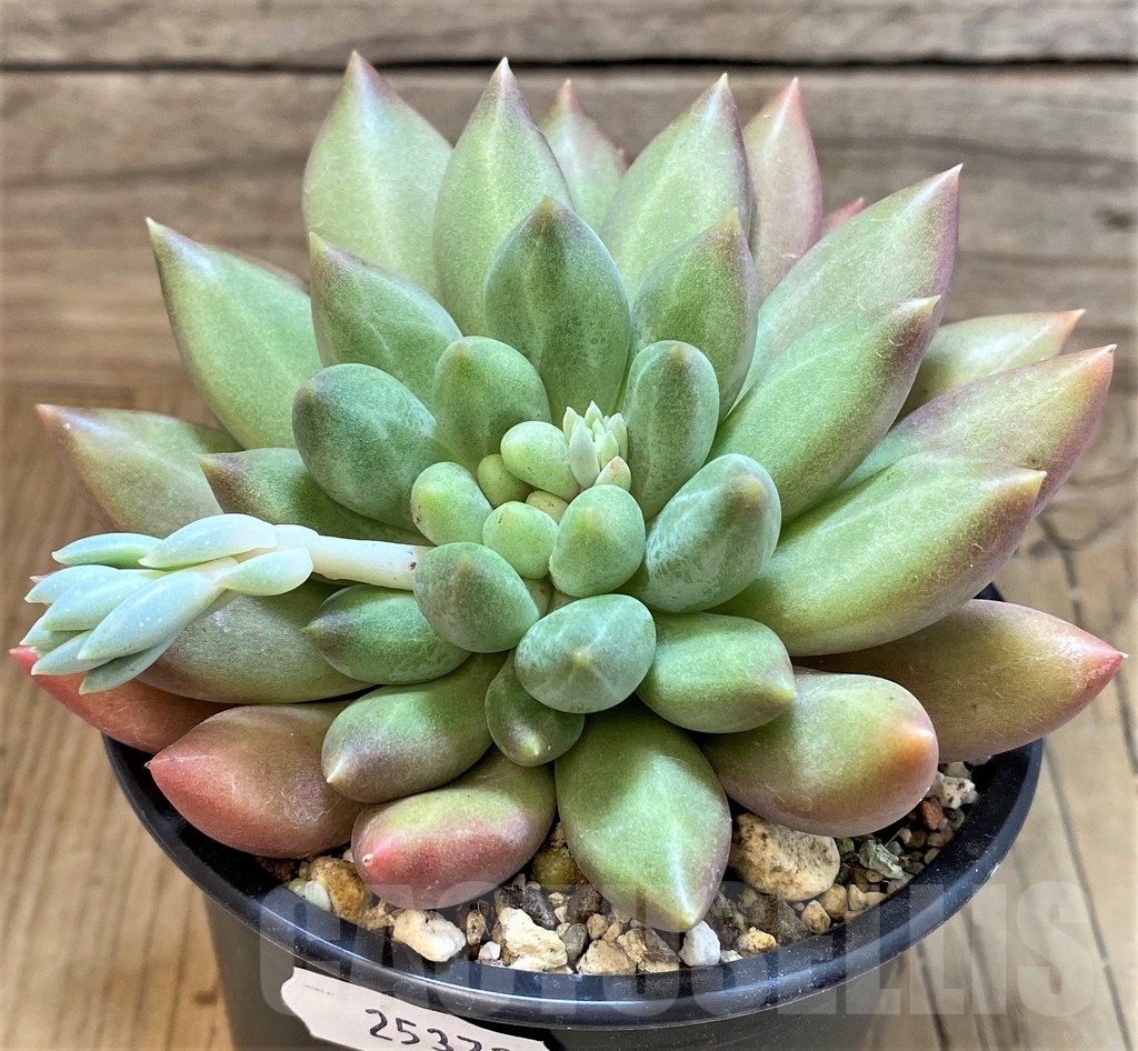 SH25372 Pachyphytum 'Solomon' - Зображення 2