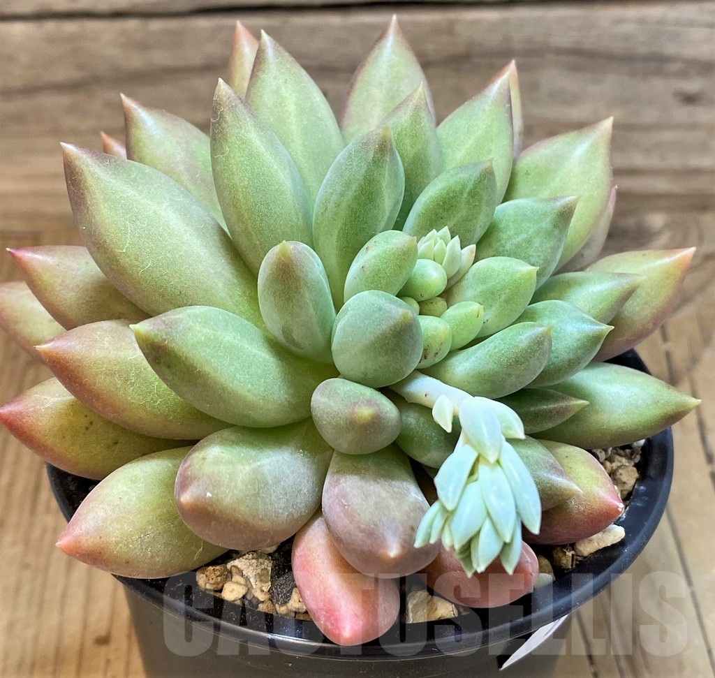 SH25372 Pachyphytum 'Solomon'