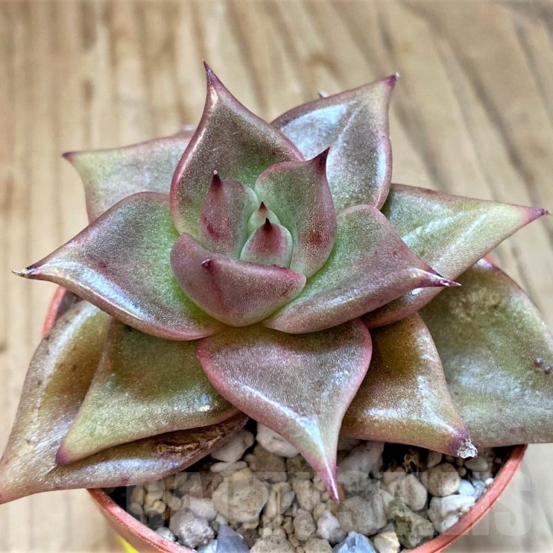 SH25373 Echeveria agavoides