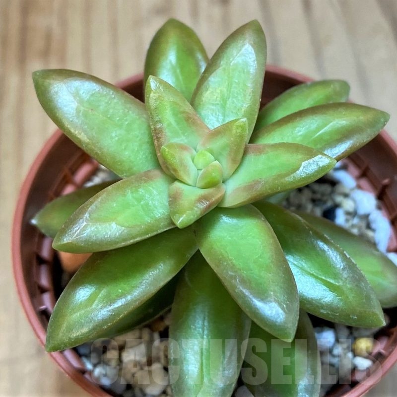 SH25374 Sedum nussbaumerianum