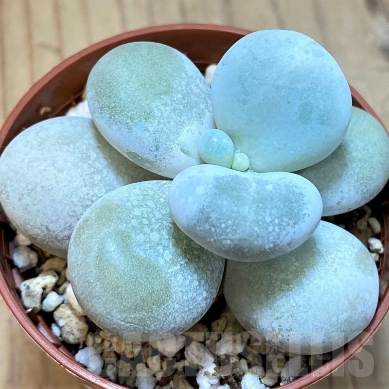 SH25375 Pachyphytum oviferum