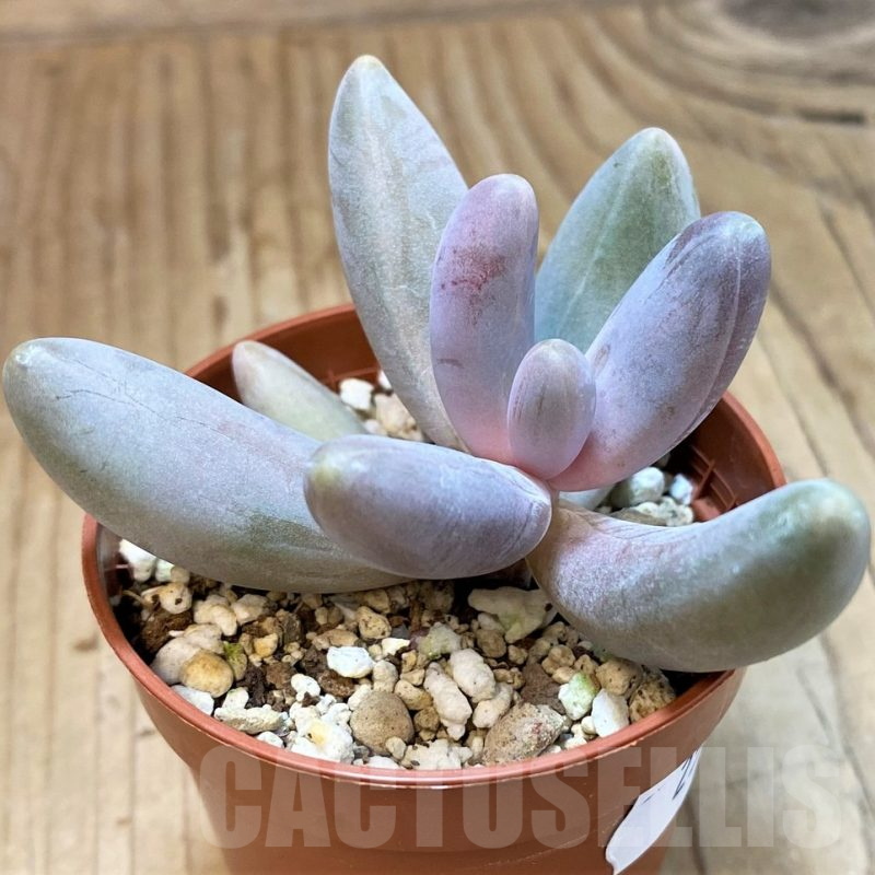 SH25376 Pachysedum ganzhou 'Pink finger'