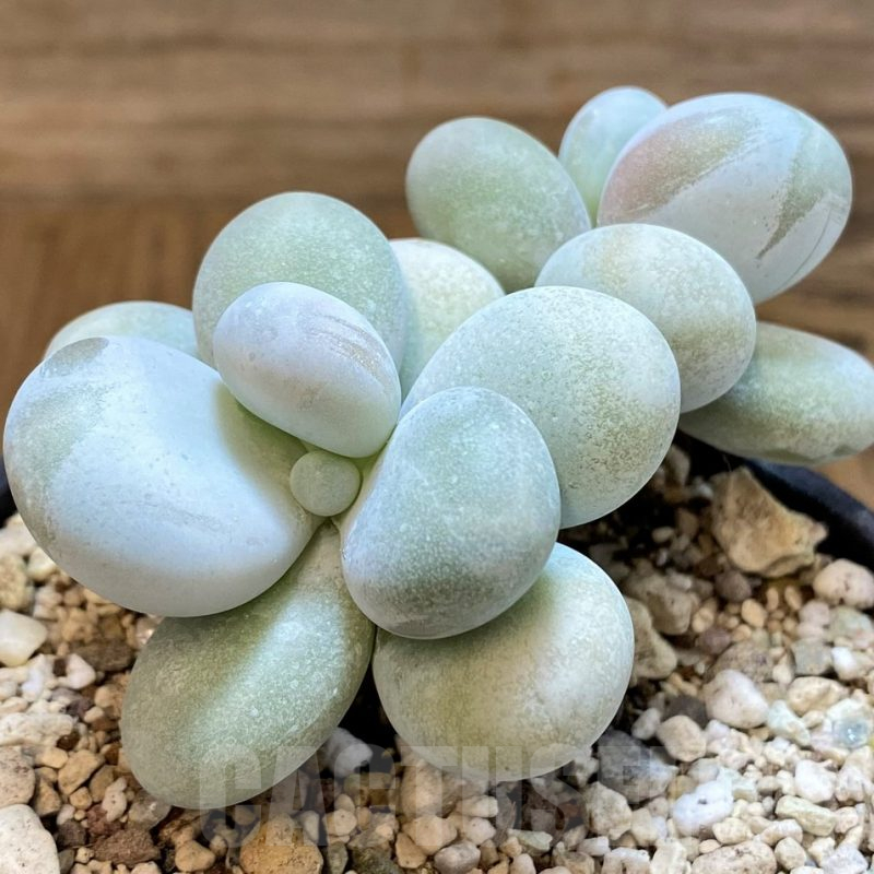 SH25379 Pachyphytum oviferum