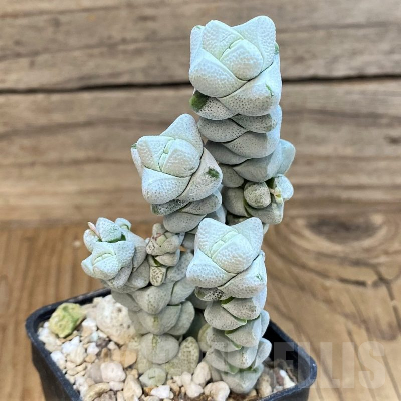 SH25381 Crassula deceptor