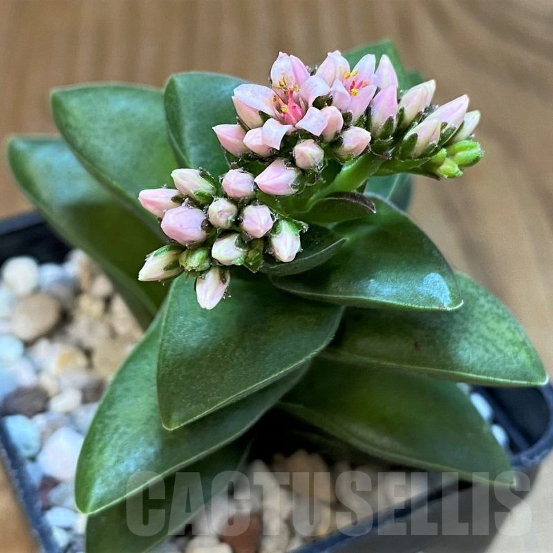 SH25383 Crassula 'Springtime'