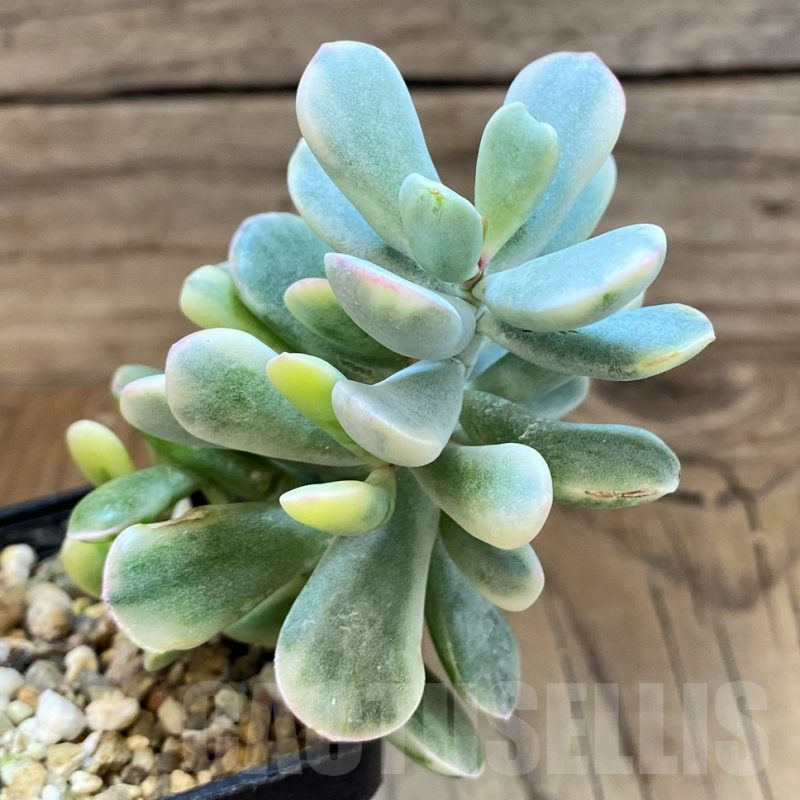 SH25384 Cotyledon orbiculata f. variegata