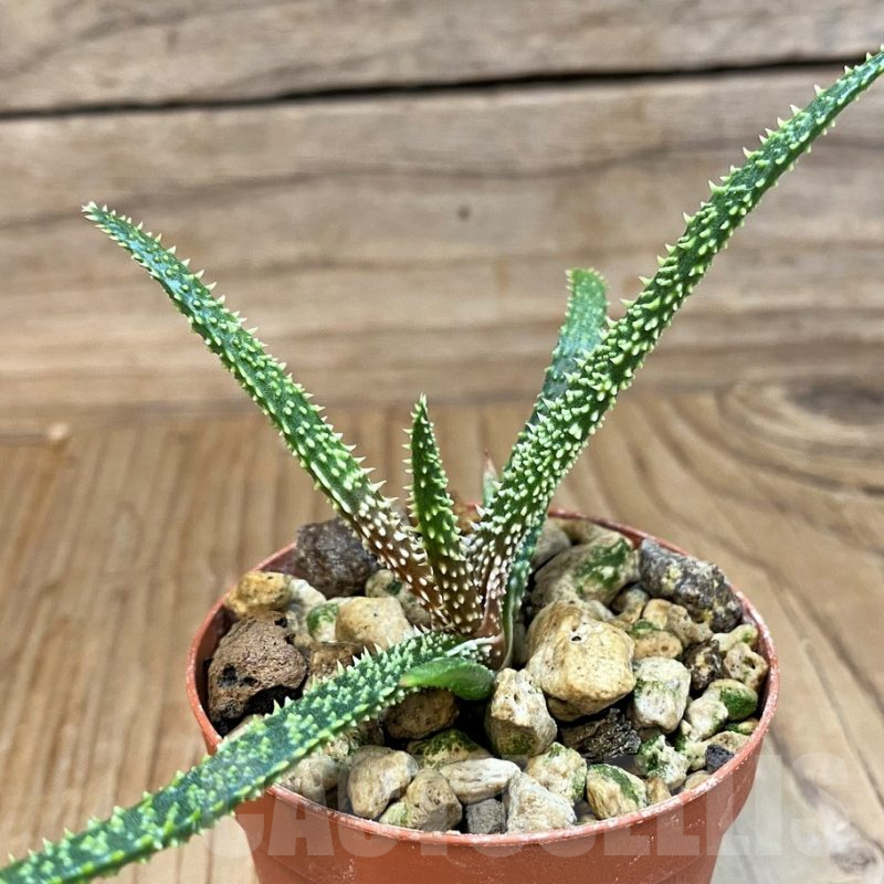 SH25385 Aloe delicatifolia