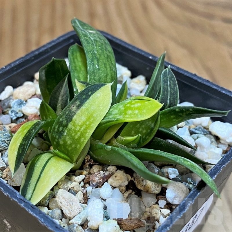 SH25387 Gasteria minima f. variegata