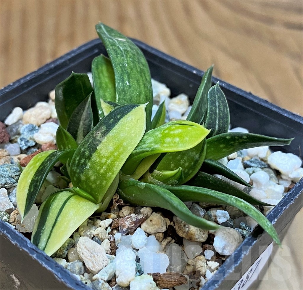 SH25387 Gasteria minima f. variegata