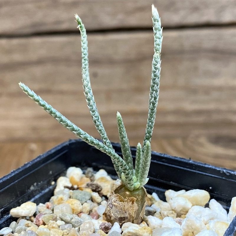SH25389 Avonia alstonii, white flower