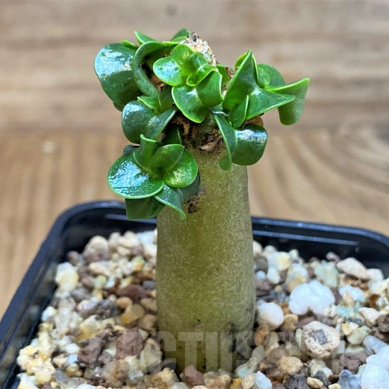 SH25458 Adenium arabicum DHA