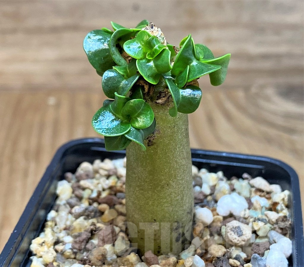 SH25458 Adenium arabicum DHA