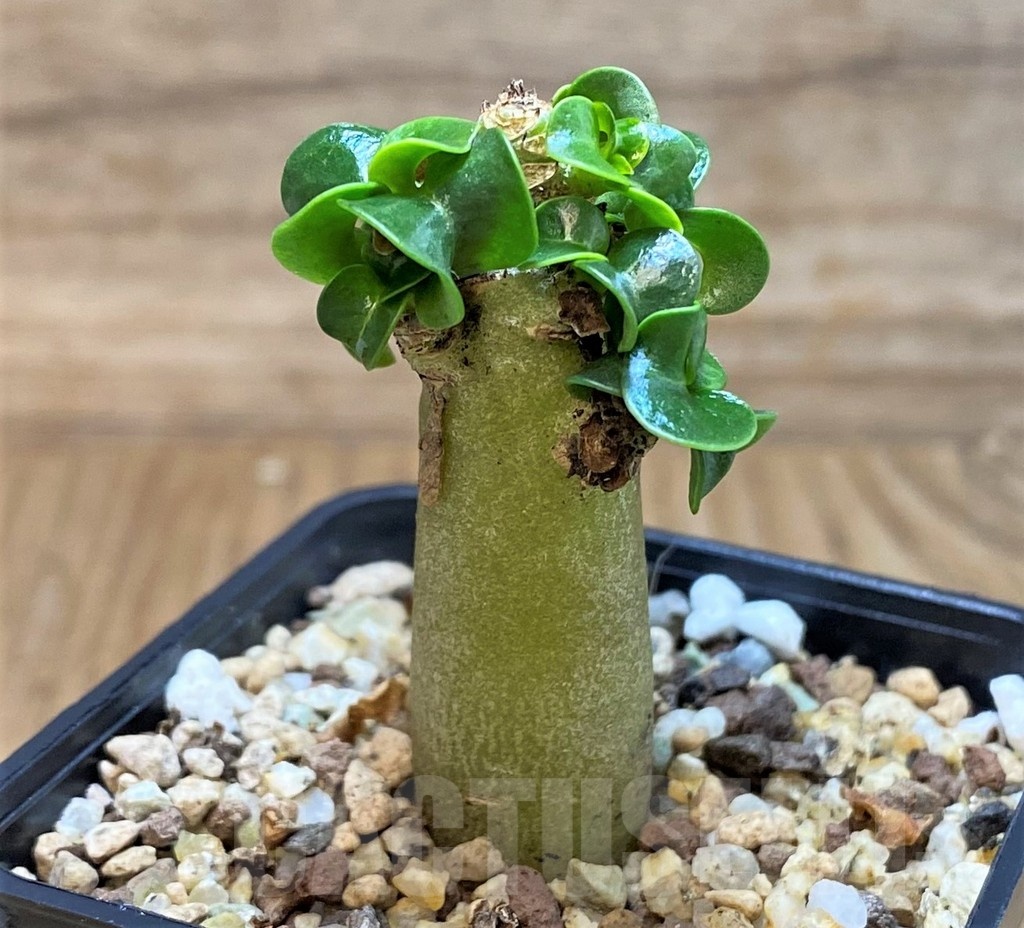 SH25458 Adenium arabicum DHA - Image 2