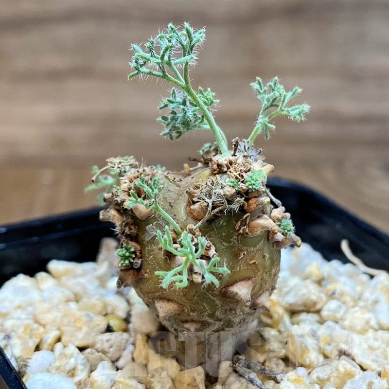 SH25460 Sarcocaulon peniculinum