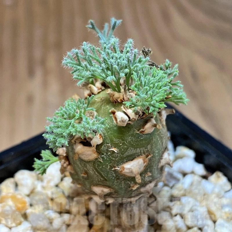 SH25461 Sarcocaulon peniculinum