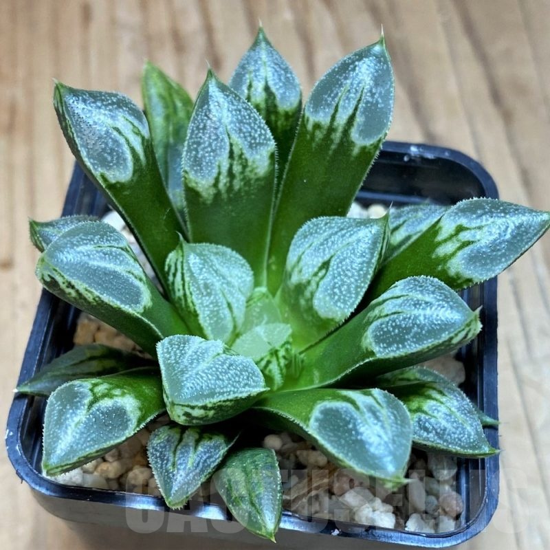 SH25462 Haworthia 'Love Heart'