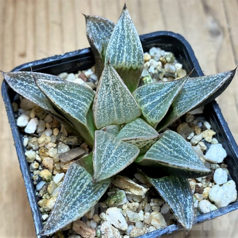 SH25463Haworthia picta hybrid