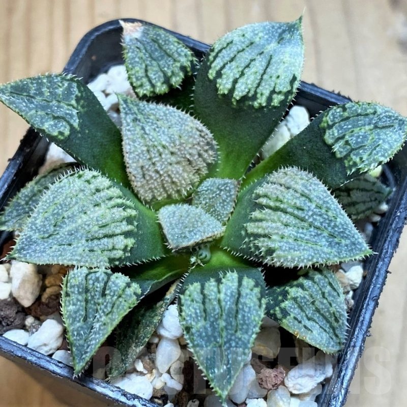 SH25464 Haworthia 'Nautilus'