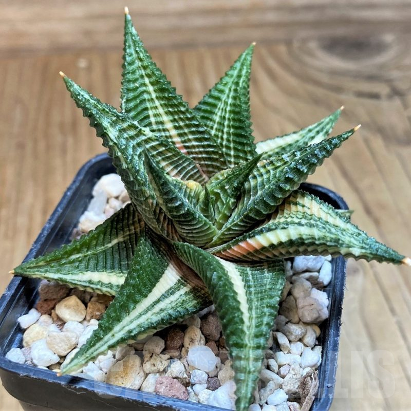 SH25468 Haworthia limifolia f. variegata