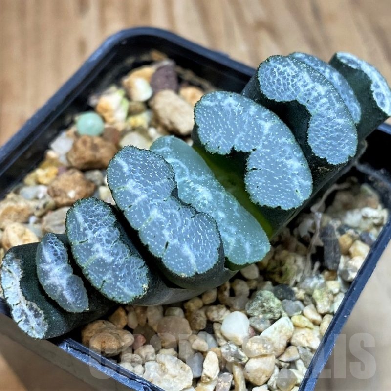 SH25469 Haworthia truncata -Japan-