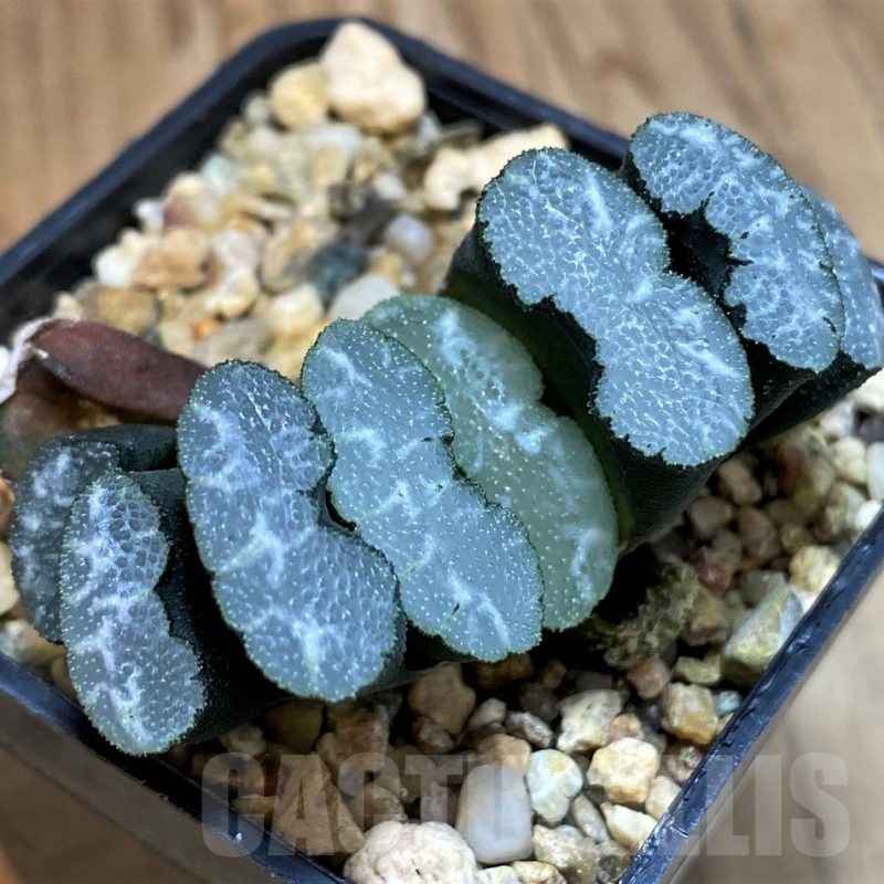SH25470 Haworthia truncata -Japan-