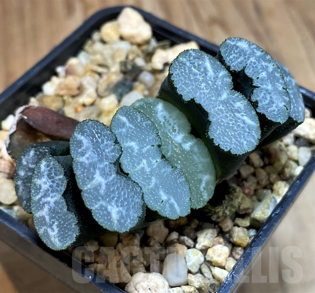 SH25470 Haworthia truncata -Japan-