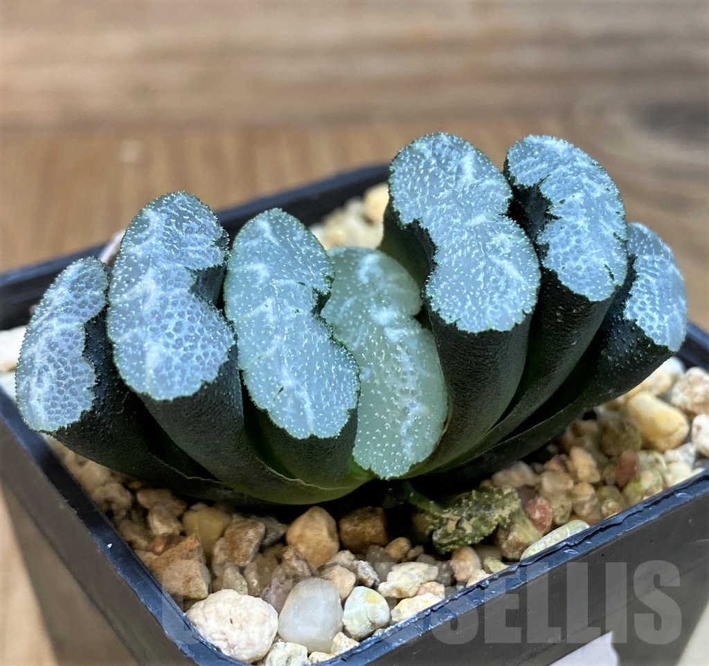 SH25470 Haworthia truncata -Japan- - 画像 (2)