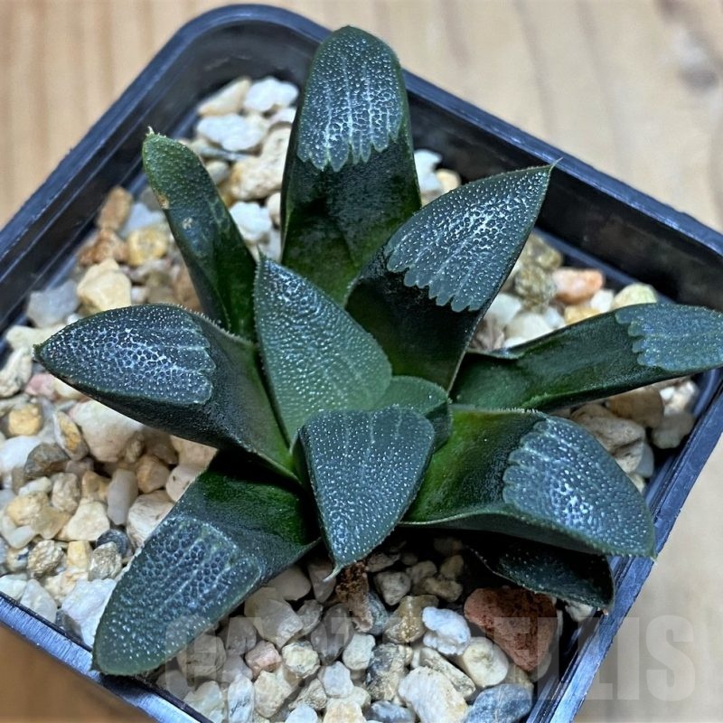 SH25471 Haworthia bayeri