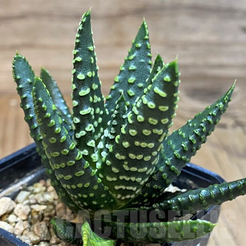 SH25472 Haworthia pumila