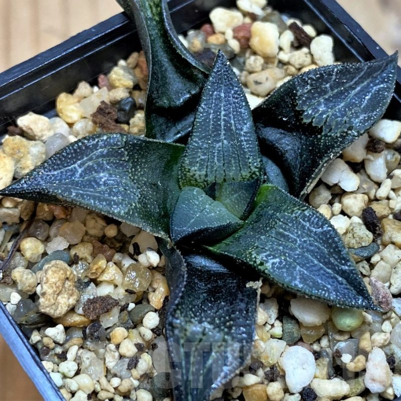 SH25474 Haworthia marxii hybrid