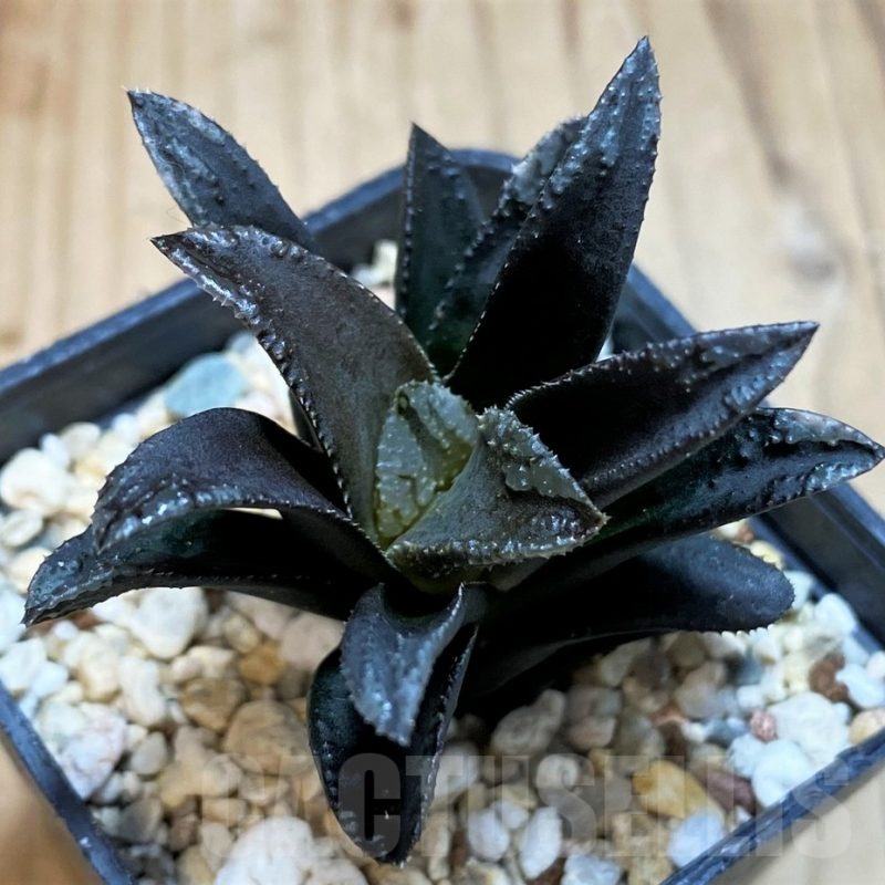 SH25476 Haworthia 'Oniyome'