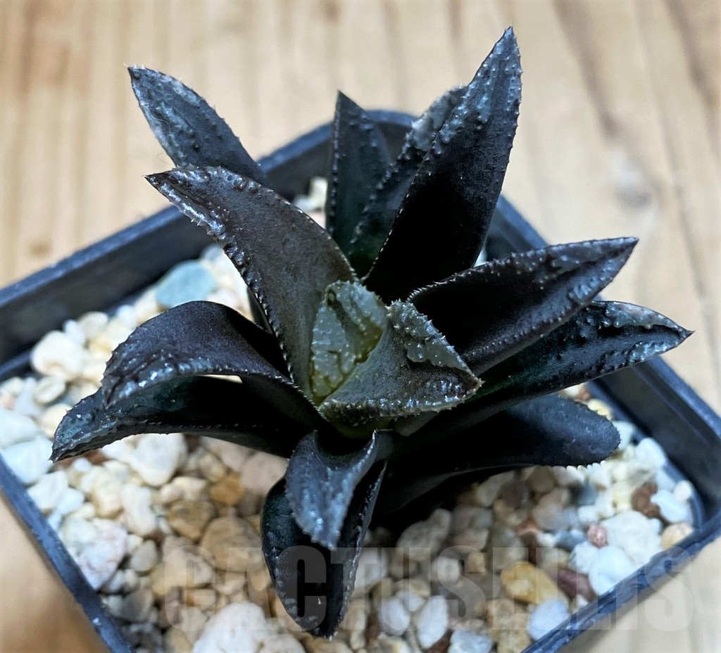 SH25476 Haworthia 'Oniyome'