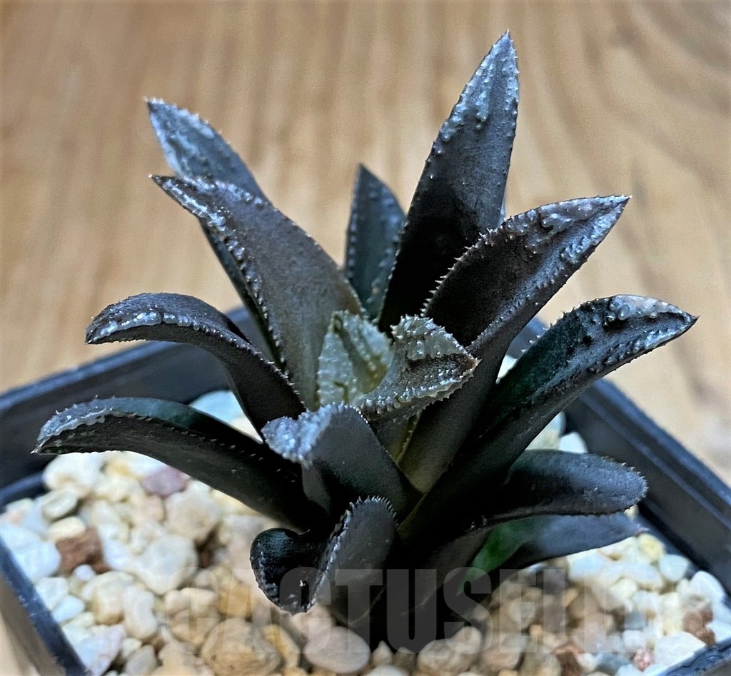 SH25476 Haworthia 'Oniyome' - Зображення 2